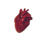 download__3_-removebg-preview